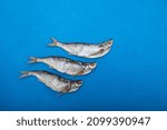 Three Sabrefish (Pelecus cultratus) on blue background. Salty dry fish - popular beer appetizer in Russia. Silver fish.