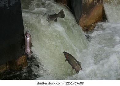 Three Salmon Jumping Up Fish Ladder