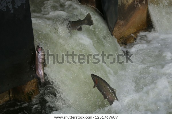 Three Salmon jumping up\
fish ladder