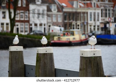 three sea gulls in Amsterdam 