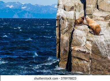 Three sea lions hauled out on steep island cliffs in Prince William Sound, Alaska - Powered by Shutterstock