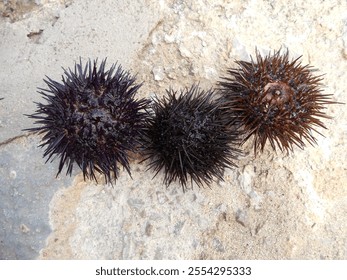 Three sea urchins with sharp spines are resting on a rocky surface during low tide. The surrounding terrain reveals a natural coastal habitat, showcasing marine life diversity. - Powered by Shutterstock