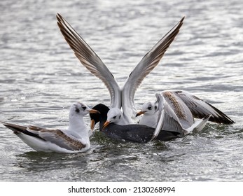 Three Seagulls Attack A Coot