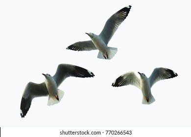 Three seagulls fly on a white background. - Shutterstock ID 770266543
