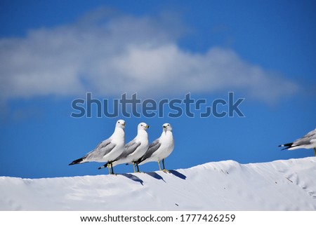 Similar – Image, Stock Photo all daft … North Sea