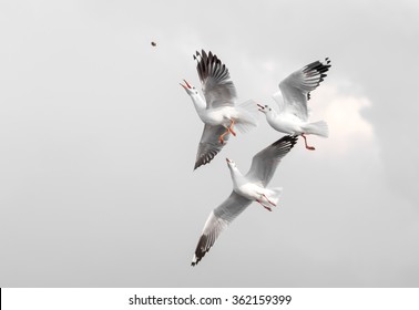 Three Seagulls Try To Get Food In The Air On Cloudy Sky