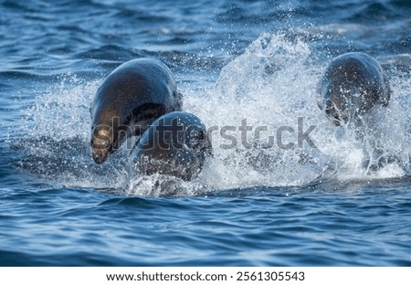 Three sealions swimming away quickly from a chasing orca whale