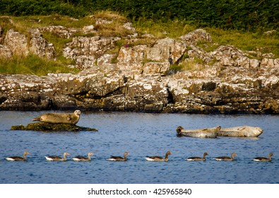 Three Seals And Eight Geese In Indian File, Isle Of Mull, Scotland