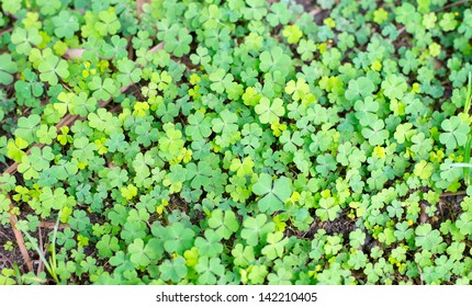 1,022 Clover Patch Images, Stock Photos & Vectors | Shutterstock