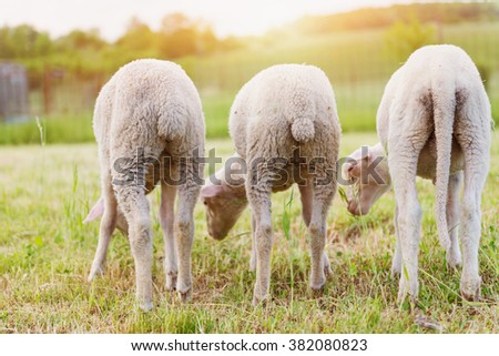 Similar – three sheep of a flock of sheep look curiously into the camera