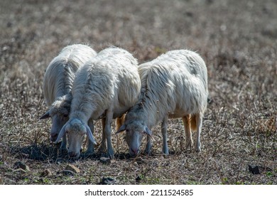 Three Sheep Grazing In Sardinia