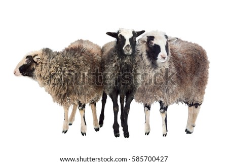 Sheep in winter in snow with thick fur