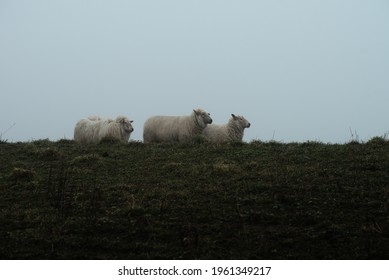 Three Sheep On A Dyke, Braving The Foul Weather To Graze