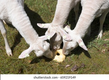 Why cant i lick my elbow Salt lick three