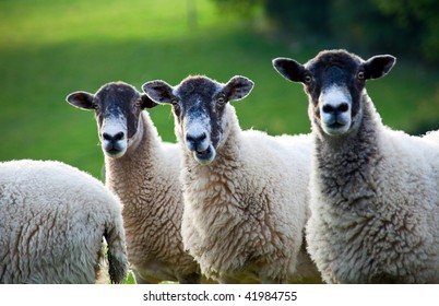 596 Sheep open mouth Images, Stock Photos & Vectors | Shutterstock