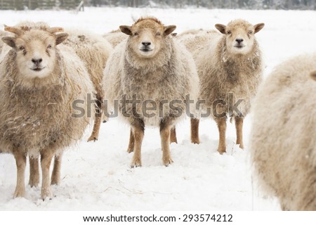 Three Sheep, standing together in snow covered farmland, eye contact.