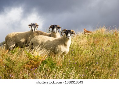 Three Sheep - West Highland Way