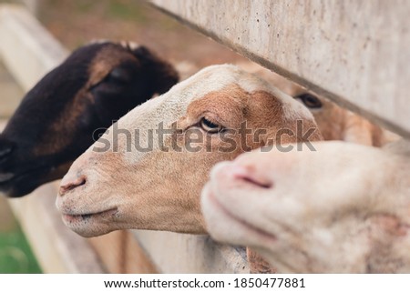 Similar – three sheep of a flock of sheep look curiously into the camera