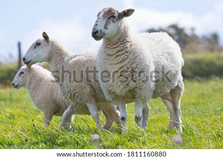 Similar – three sheep of a flock of sheep look curiously into the camera