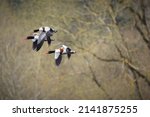 Three Shelduck in Flight over Lackford Lakes, Suffolk