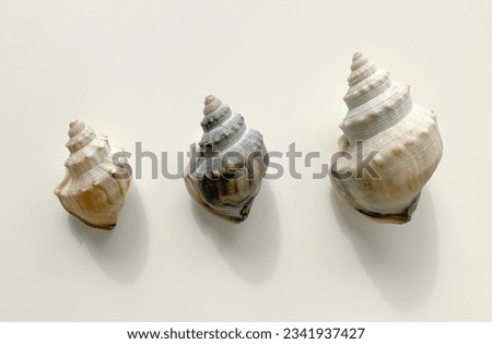 Three shells isolated on light background. Ostrich Foot Conch Seashell, Family Struthiolariidae, Takai (Maori name), found in New Zealand, Australia, South America and Antarctica in shallow waters.