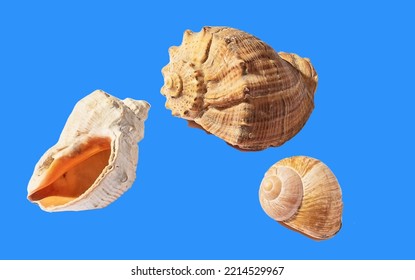 Three shells of sea molluscs isolate on a blue background - Shutterstock ID 2214529967