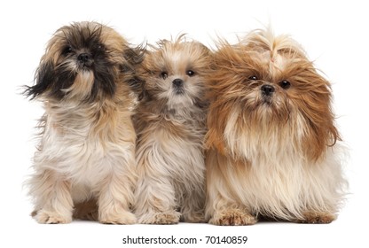 10,125 Dog wind Stock Photos, Images & Photography | Shutterstock