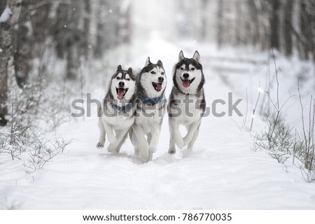Three of Siberian Husky dog running in the snowy forest