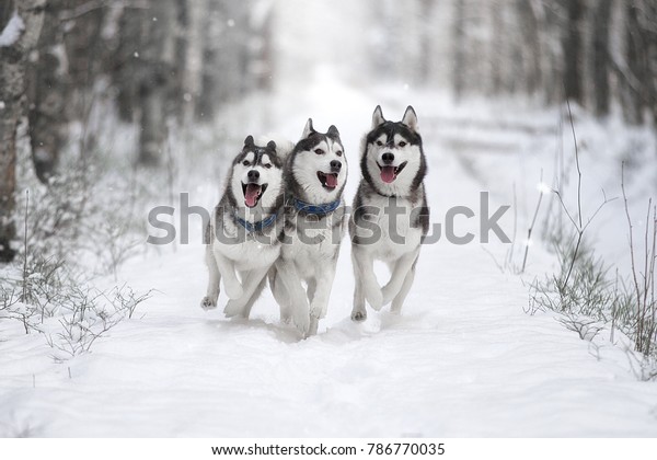 Three of Siberian Husky dog running in the snowy forest