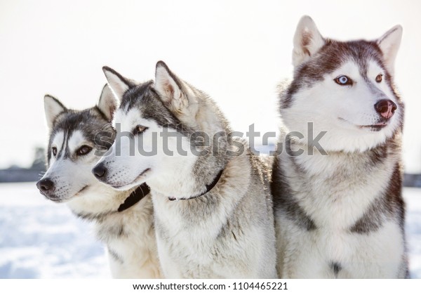 シベリアン ハスキー犬が3匹 辺りを見回します ハスキー犬は白黒のコートの色をしている 雪のような白い背景 の写真素材 今すぐ編集