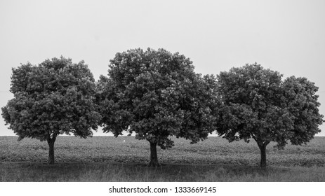 The three sisters