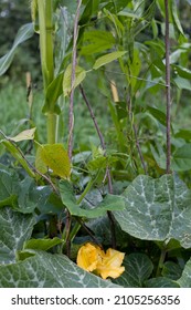 Three sisters companion planting  - beans with green pods climbing corn flower, pumpkins and squashes are shading the ground in the wild vegetable garden.
