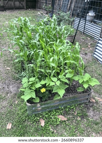 Three Sisters (Corn, beans, squash)