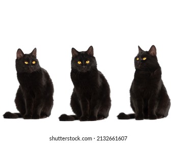 three sitting black cat with yellow eyes isolated on white background