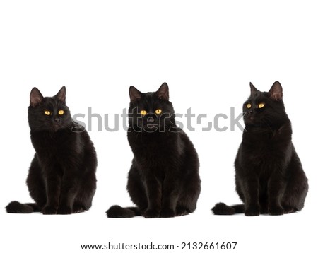 three sitting black cat with yellow eyes isolated on white background