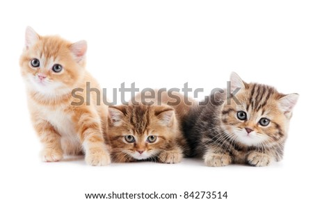 Three sitting (lying) british shorthair kittens cat isolated