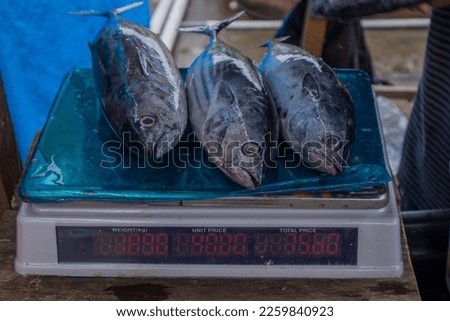 Three skipjack tuna being weighed at a traditional fish market in Indonesia for sale