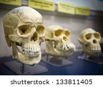 Three skulls in a raw showing humans evolution