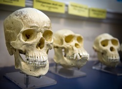 Three Skulls In A Raw Showing Humans Evolution