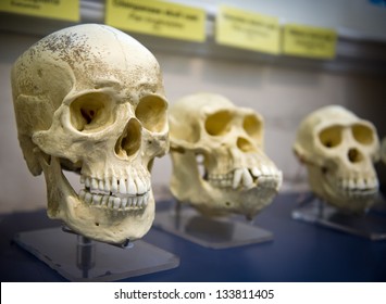 Three Skulls In A Raw Showing Humans Evolution