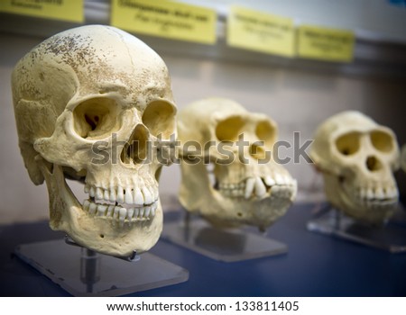 Three skulls in a raw showing humans evolution