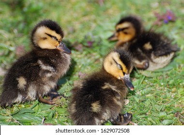 Three Sleeping Chicks In Spring