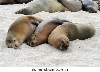 Three Sleeping Sea Lions Lying On The Beach In The Galapagos Islands