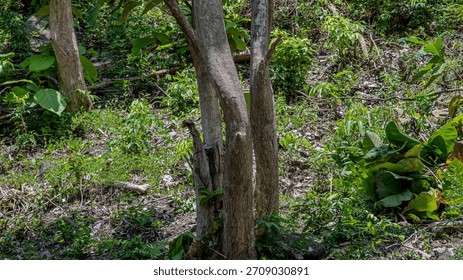 Three slender tree trunks surrounded by lush green undergrowth in a forest.