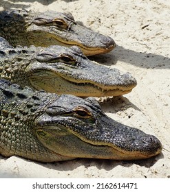                           Three small alligators at a rescue center     