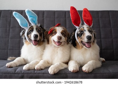 Three Small Australian Merle Shepherd Puppy Dog Wearing Bunny Ears. Easter