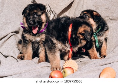 Three Small Beautiful Puppies Of A Black And Red German Shepherd With Colored Ribbons Sit On A Gray Blanket And Pose. Triplets Puppies, German Shepherd Kennel Of Working Breeding.