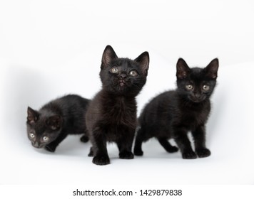 Three Small Black Kittens On White Chair