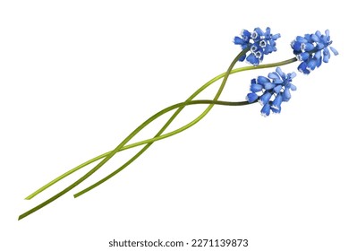 Three small blue flowers of muscari in a floral arrangement isolated on white - Powered by Shutterstock