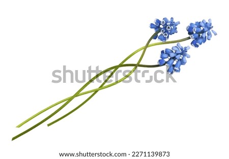 Three small blue flowers of muscari in a floral arrangement isolated on white